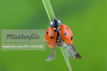 Coccinelle 7 points avec ailes ouvertes sur un brin d herbe