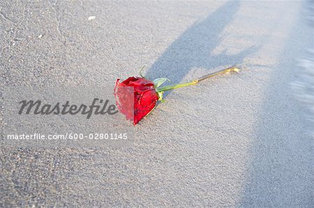 Red Rose on Beach