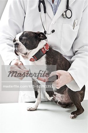 Veterinarian testing reflexes of a Boston Terrier dog
