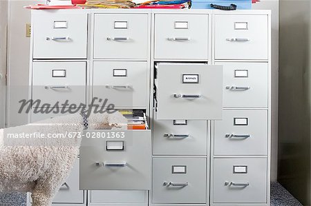 Poodle wearing necktie sniffing open drawer of file cabinet