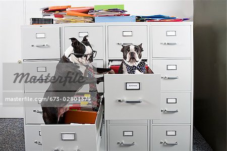 Two Boston Terriers in drawers of file cabinet