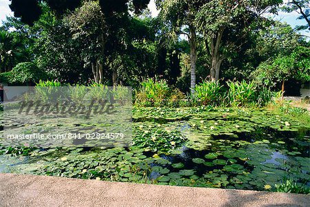 Botanical Gardens, Tenerife, Canary Islands, Spain, Atlantic, Europe