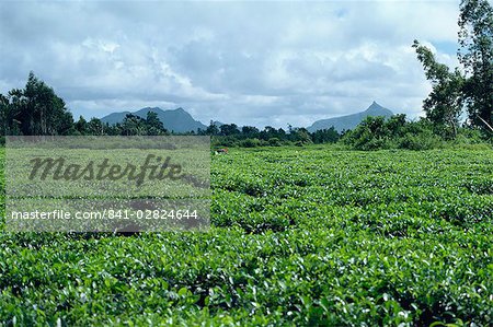 Tea estate, Mauritius, Africa