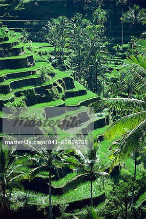 Riz en terrasses, Bali (Indonésie), l'Asie du sud-est, Asie