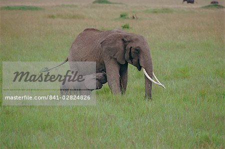 Erwachsenen Elefanten und Kalb, Masai Mara, Kenia, Afrika
