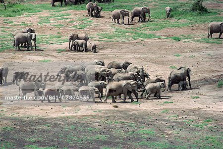 Éléphant, Parc National d'Amboseli, Kenya, Afrique de l'est, Afrique