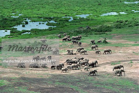 Elefant, Amboseli Nationalpark, Kenia, Ostafrika, Afrika