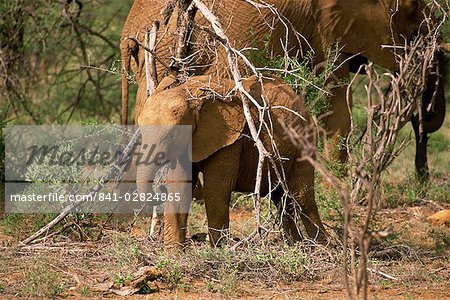 Elefant, Samburu National Reserve, Kenia, Ostafrika, Afrika