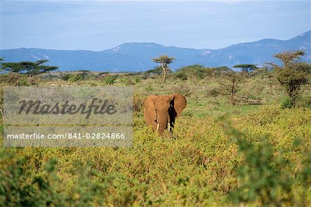 Éléphant, réserve nationale de Samburu, Kenya, Afrique de l'est, Afrique