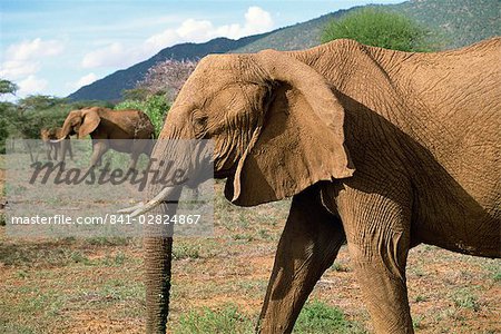 Éléphant, réserve nationale de Samburu, Kenya, Afrique de l'est, Afrique Éléphant, réserve nationale de Samburu, Kenya, Afrique de l'est, Afrique