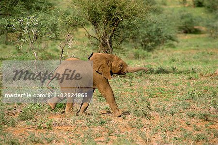 Jeunes éléphants, Samburu National Reserve, Kenya, Afrique de l'est, Afrique Jeunes éléphants, Samburu National Reserve, Kenya, Afrique de l'est, Afrique