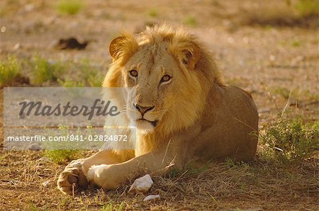 Lion (Panthera leo), Sambura, Kenya, Afrique