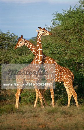 Retikulierter Giraffe, Samburu, Kenia, Ostafrika, Afrika