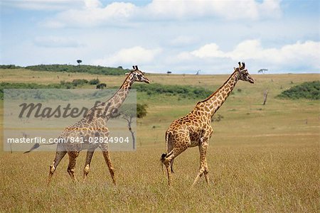 Masai giraffe, Masai Mara National Reserve, Kenya, East Africa, Africa
