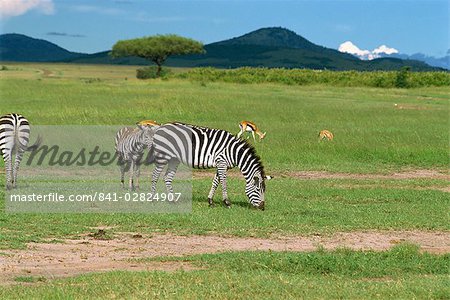 Commune zebra, Masai Mara National Reserve, Kenya, Afrique de l'est, Afrique