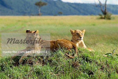 Junge Löwen, Masai Mara National Reserve, Kenia, Ostafrika, Afrika