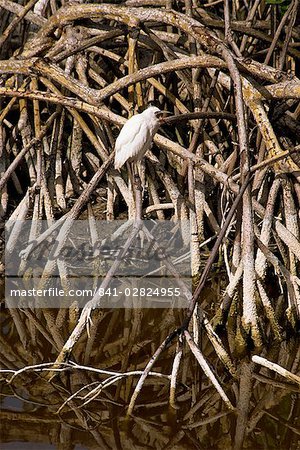 Bird perched in mangroves, Jamaica, West Indies, Caribbean, Central America