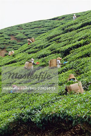 Tee pflücken, Cameron Highlands, Malaysia, Südostasien, Asien