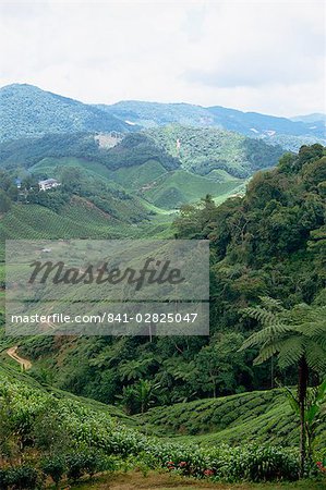 Tea country, Cameron Highlands, Malaysia, Southeast Asia, Asia