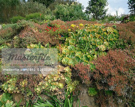 Abbey Gardens, Tresco, Isles of Scilly, United Kingdom, Europe