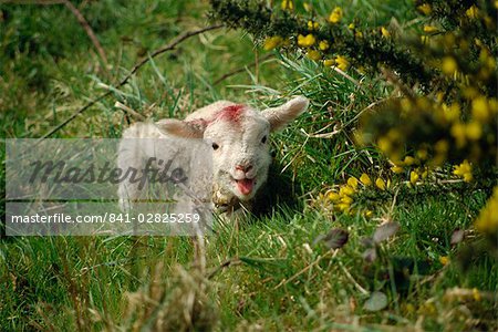 Lamb, Devon, England, United Kingdom, Europe