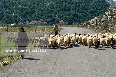 Moutons sont rassemblés le long de la route, Plateau de Lasithi, Crète, îles grecques, Grèce, Europe