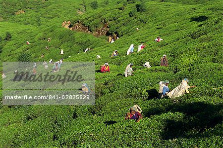 Tee, Rupfen, Bereich Nuwara Eliya, Sri Lanka, Asien