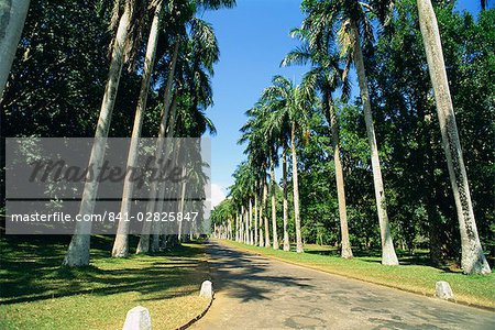 Jardins botaniques, Peradeniya, Kandy, Sri Lanka, Asie