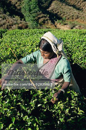 Tee, Rupfen, Bereich Nuwara Eliya, Sri Lanka, Asien