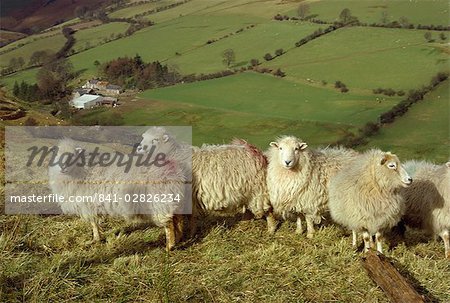 Schafe zwischen Llanarmon und Llanrhaeadr, Denbighshire, Wales, Vereinigtes Königreich, Europa