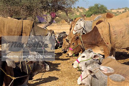 Cattle fair near Dechhu, north of Jodhpur, Rajasthan state, India, Asia