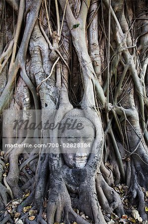 Buddha-Statue im Bodhi-Baum Wurzeln, Mahathat Tempel, Ayutthaya Historical Park, Ayutthaya, Thailand