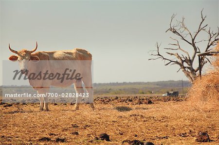 Bull on Farm, Near Austin, Texas, USA