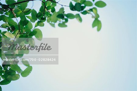 Close-up of Leaves on Tree Branch