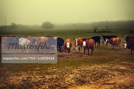 Herde Kühe in Austin, Texas, USA