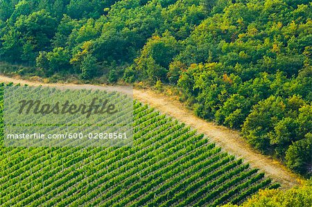 Vignoble, Chianti, Toscane, Italie