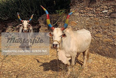 Heilige Kühe, Dhariyawad, Bundesstaat Rajasthan, Indien, Asien
