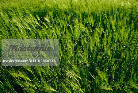 Field of barley, England, United Kingdom, Europe
