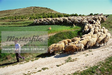 Shepherd and his flock, near Itero de la Vega, Palencia, Castilla y Leon, Spain, Europe