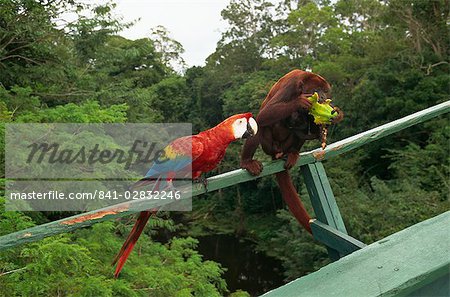 ARA et le singe se disputent les fruits, Amazon en région, Brésil, Amérique du Sud