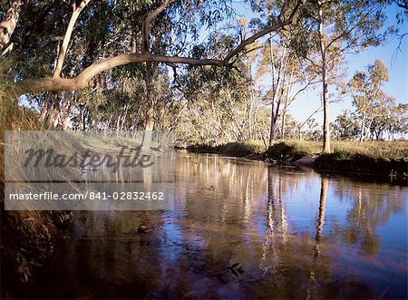 Eucalyptus à côté de la rivière de Hann, central Gibb River Road, Kimberley, Australie occidentale, Australie, Pacifique