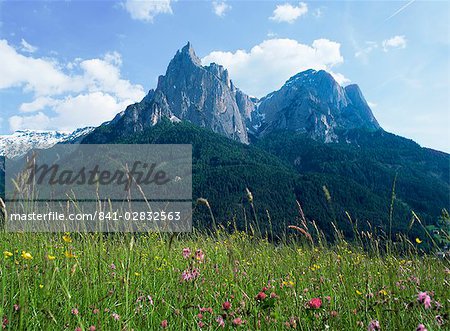 Mai fleurs et Mont Sciliar (Sclern), Dolomites, Trentin-Haut-Adige (Tyrol du Sud), Italie, Europe Mai fleurs et Mont Sciliar (Sclern), Dolomites, Trentin-Haut-Adige (Tyrol du Sud), Italie, Europe