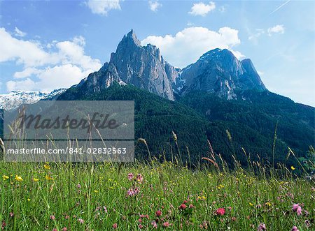 May flowers and Mount Sciliar (Sclern), Dolomites, Trentino-Alto Adige (South Tirol), Italy, Europe