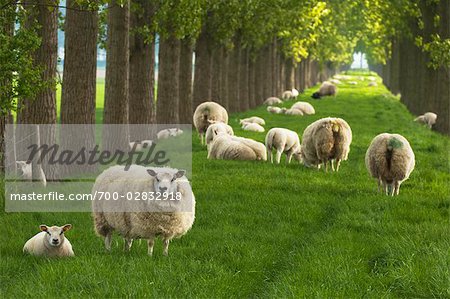 Herde von Schafen, Wolphaartsdijk, Zeeland, Niederlande