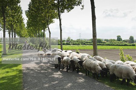 Flock of Sheep, near Kwadendamme, Zeeland, Netherlands
