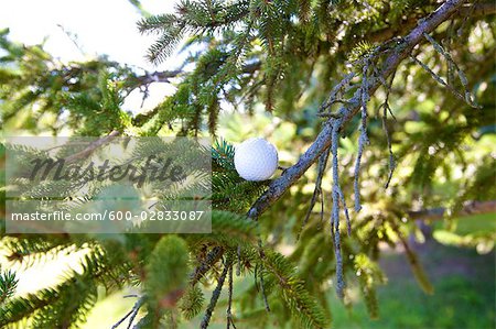 Balle de golf coincé dans l'arbre