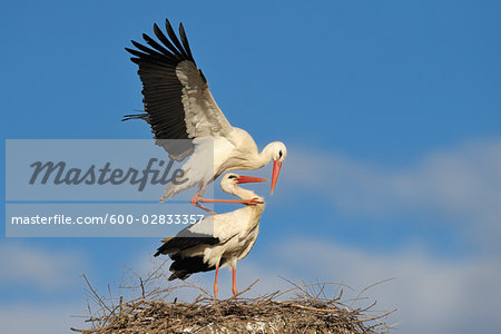 White Storks, Hesse, Germany
