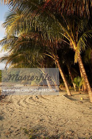 Palmen am privaten Strand in Mal Pais, Halbinsel Nicoya, Costa Rica