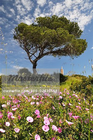 Tree and Wildflowers, Costa Blanca, Alicante, Spain