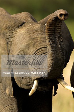 Nahaufnahme des afrikanischen Elefanten